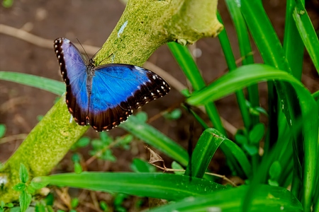 Butterflyの写真素材