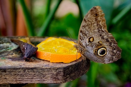 Butterflyの写真素材