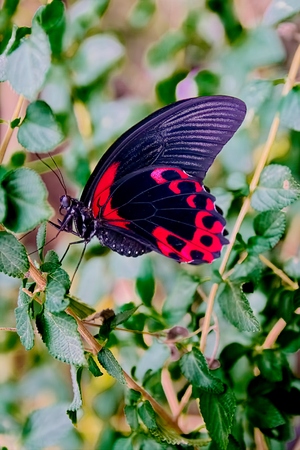 Butterflyの写真素材