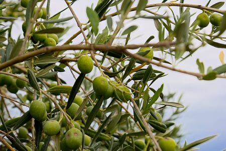 Olive Treeの写真素材