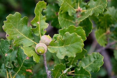 Acorns