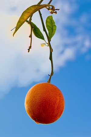 Red orangeの写真素材