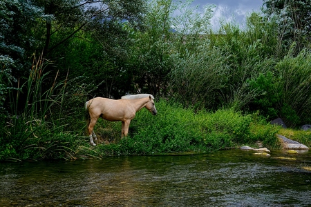 Horseの写真素材