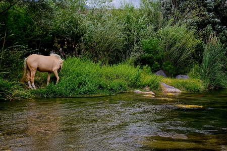 Horseの写真素材