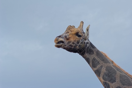 Giraffeの写真素材