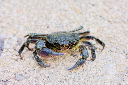 Crabの写真素材