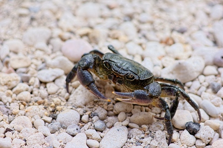 Crabの写真素材