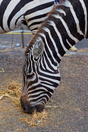 Zebraの写真素材