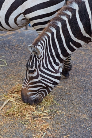 Zebraの写真素材