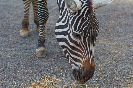 Zebraの写真素材