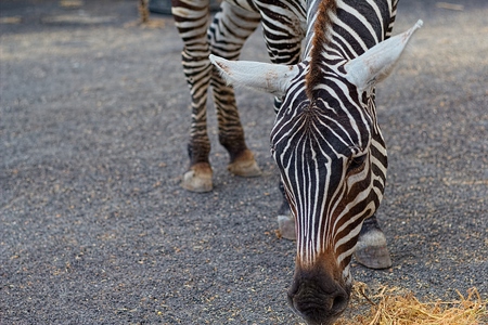Zebraの写真素材