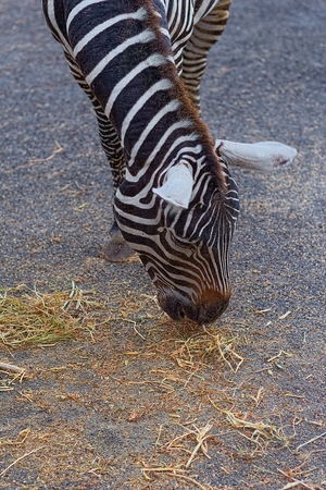 Zebraの写真素材