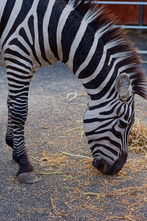 Zebraの写真素材