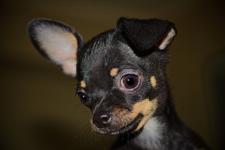 Chihuahua potraitの写真素材