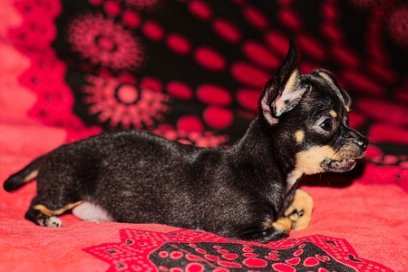 Chihuahua potraitの写真素材