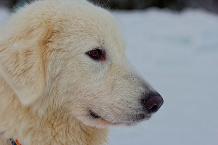Maremite shepherd dogの写真素材