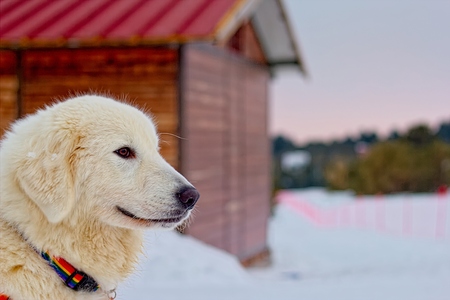 Maremite shepherd dogの写真素材