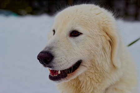 Maremite shepherd dogの写真素材