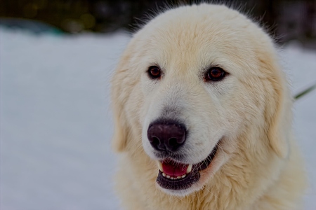 Maremite shepherd dogの写真素材