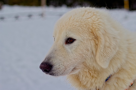 Maremite shepherd dogの写真素材