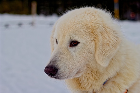 Maremite shepherd dogの写真素材
