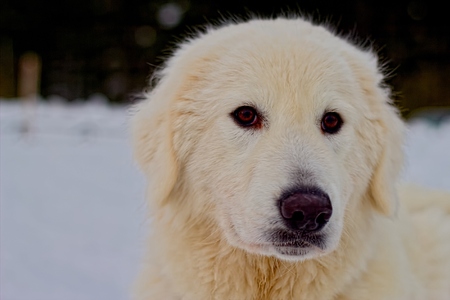 Maremite shepherd dogの写真素材