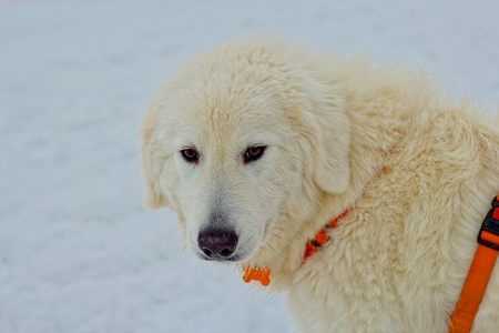 Maremite shepherd dogの写真素材