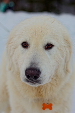 Maremite shepherd dogの写真素材