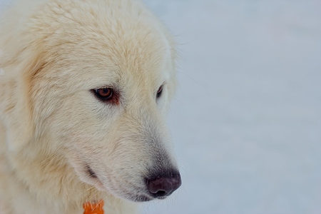 Maremite shepherd dogの写真素材