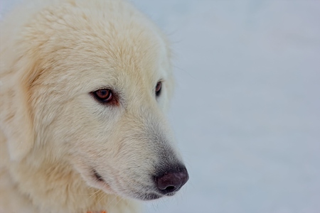 Maremite shepherd dogの写真素材