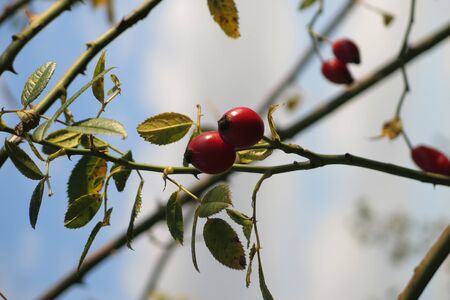 Red Berry Fruit Leaf Blue Skyの写真素材