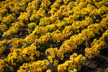Field of yellow chrysanthemums in the early spring.の写真素材