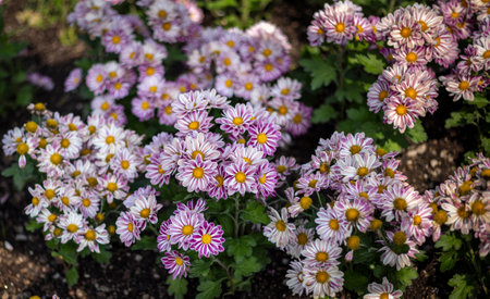 Chrysanthemum flowers blooming in the garden, stock photo