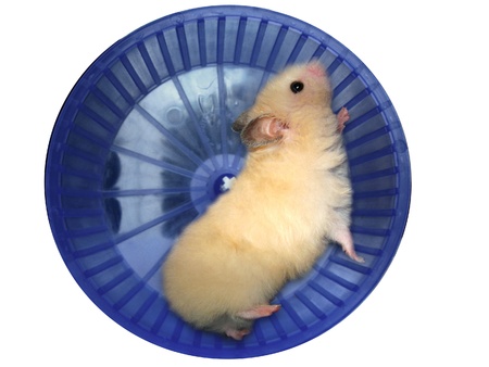 Hamster in a wheel over white backgroundの写真素材