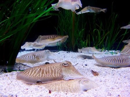 Somecuttlefishes in underwaterの写真素材