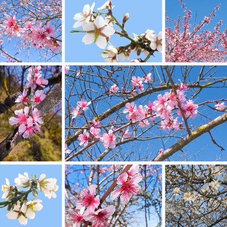 Different white and pink cherry tree spring flowers in a collageの写真素材