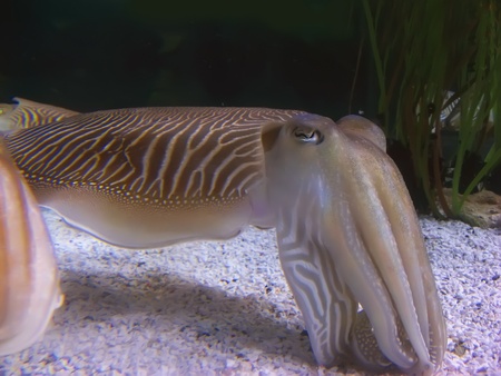Underwater aquatic life. Cuttlefishの写真素材