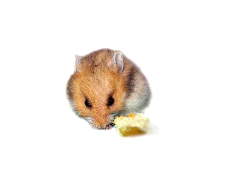 Little and cute hamster eating bread and isolated in whiteの写真素材