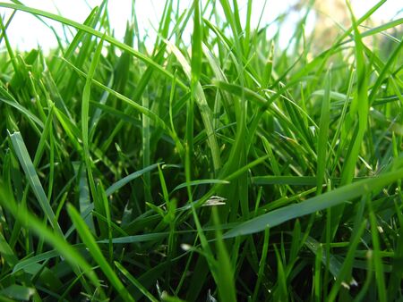 Green grass with some water drops, close upの写真素材