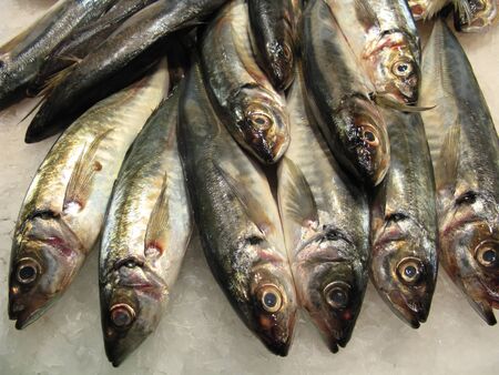 Variety of fresh fish in the market