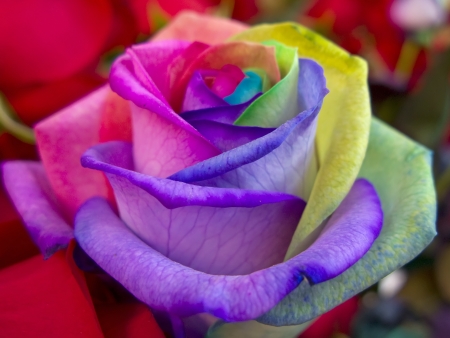 レインボーローズの写真 イラスト素材一覧 5 269件 ストックフォトのamanaimages Plus