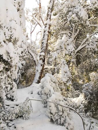 Snow covered path near Barcelona, from the big snow that took place on marchの写真素材