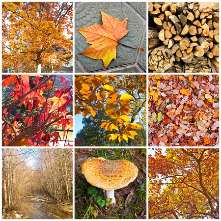 Autumn collage showing different autumn picturesの写真素材