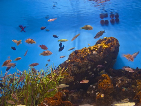 Colorful aquarium, showing different colorful fishes swimming