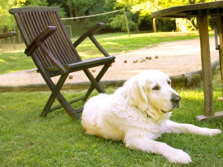 Golden retriever dog lying at the gardenの写真素材