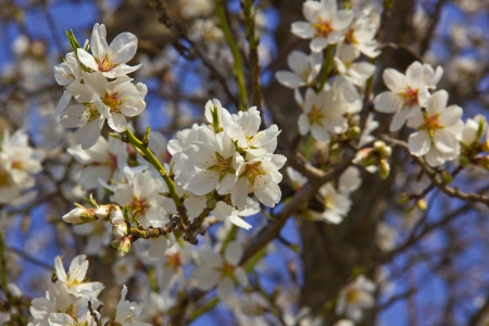 White cherry tree detail at springの写真素材