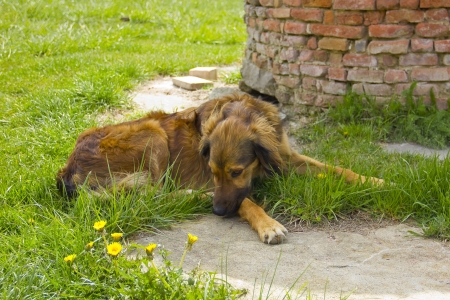 Brown mongrel brown dog resting in the gardenの写真素材