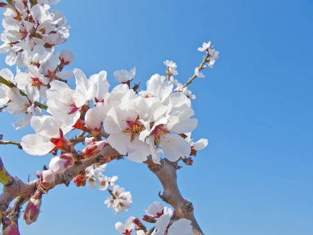 White cherry tree detail at springの写真素材