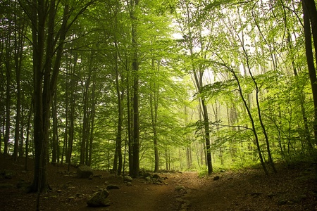 Morning fog in a forest (Catalonia, Spain)