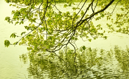 Green colors of spring in the mountain in Spain  A forest reflecting its trees in the waterの写真素材